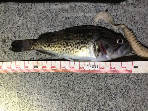 クロソイの釣果