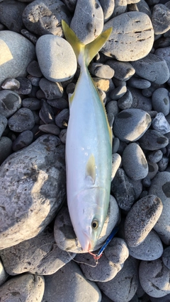 ショゴの釣果