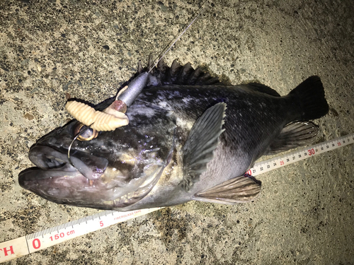 クロソイの釣果