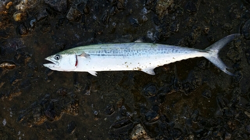 サゴシの釣果