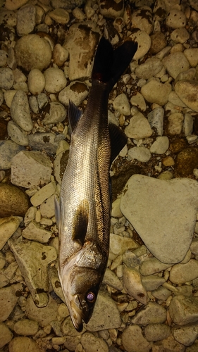 シーバスの釣果