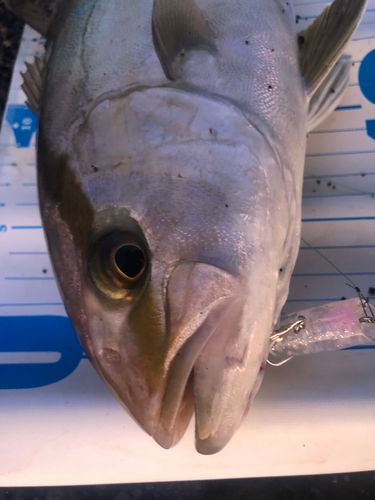 ショゴの釣果