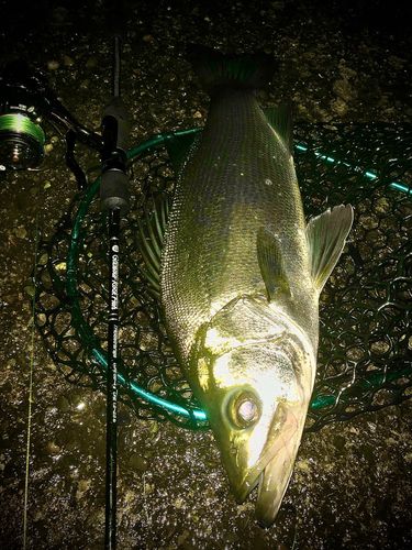 フッコ（ヒラスズキ）の釣果