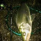 フッコ（ヒラスズキ）