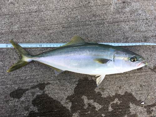 イナダの釣果