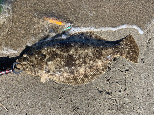 ヒラメの釣果