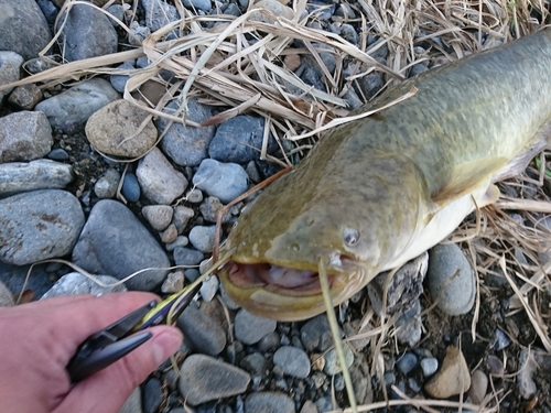 ナマズの釣果