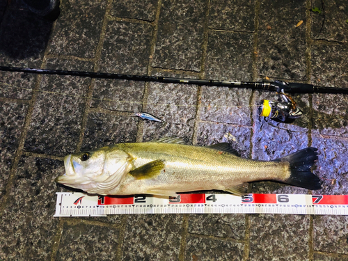 シーバスの釣果