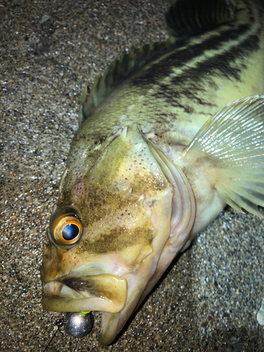 シマゾイの釣果