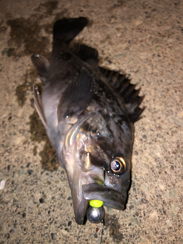 クロソイの釣果