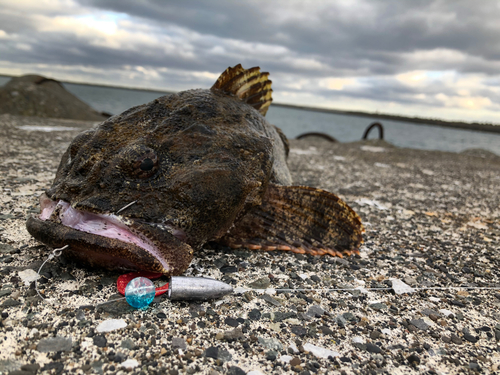 マカジカの釣果