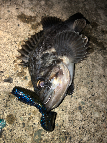 クロソイの釣果