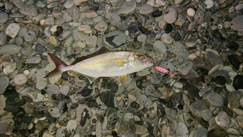 ショゴの釣果