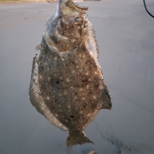 ヒラメの釣果