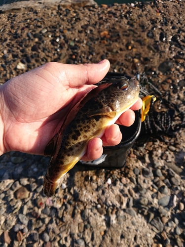 キスの釣果