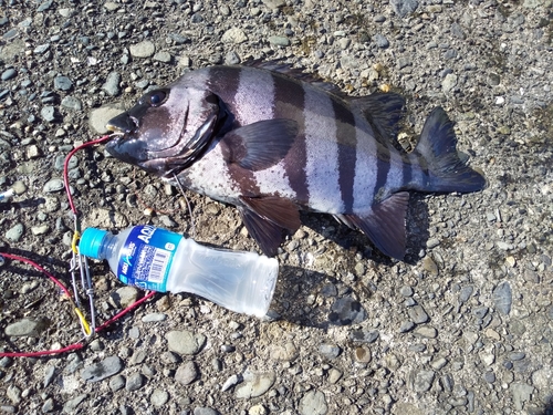 イシダイの釣果