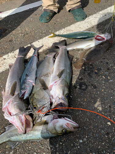 スズキの釣果