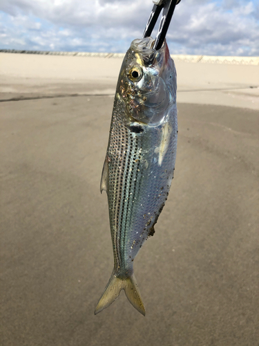 コノシロの釣果