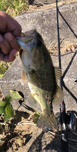 ウグイの釣果