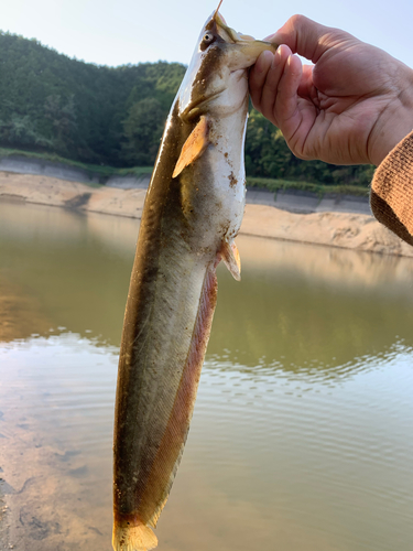 ナマズの釣果