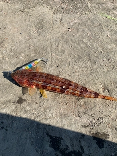 アカエソの釣果