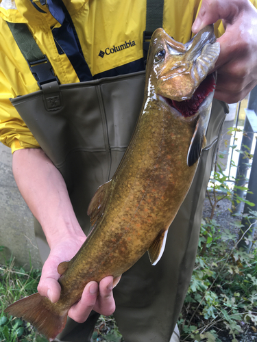 ブラウントラウトの釣果