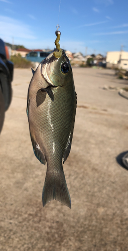 グレの釣果