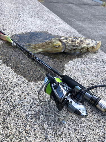 コブシメの釣果