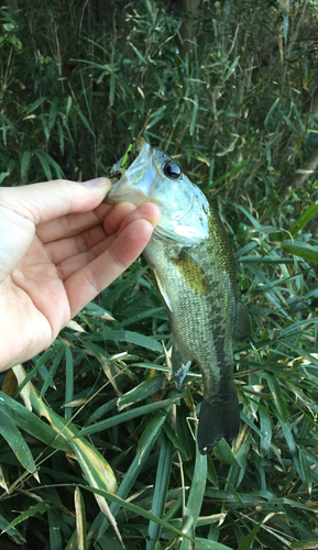 ラージマウスバスの釣果