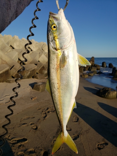 ワカシの釣果