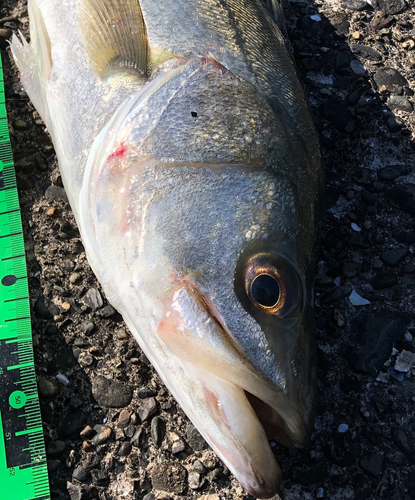 シーバスの釣果