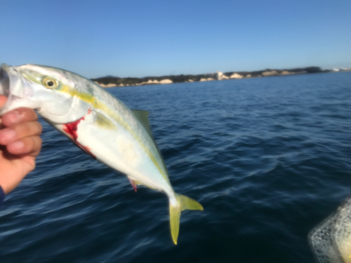 イナダの釣果