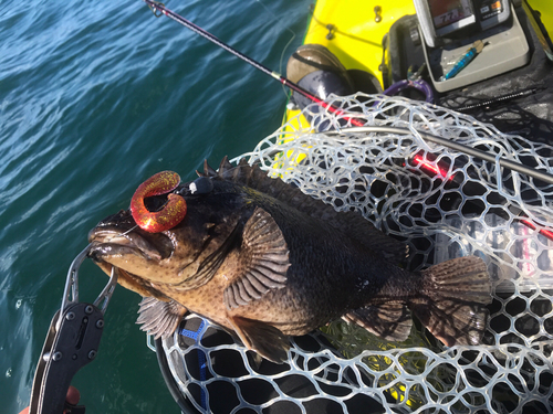 ムラソイの釣果