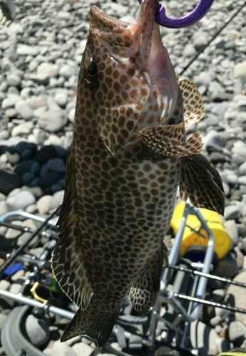 オオモンハタの釣果