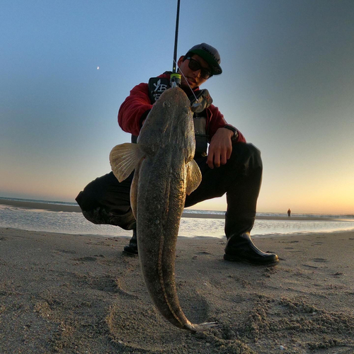 マゴチの釣果