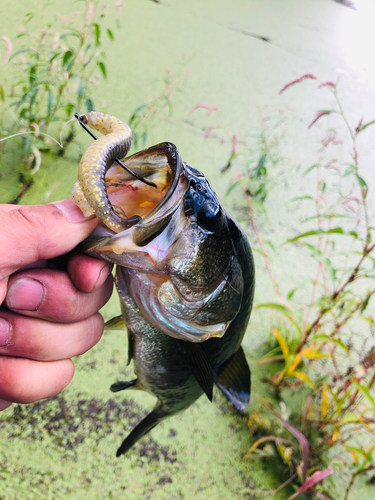 ブラックバスの釣果