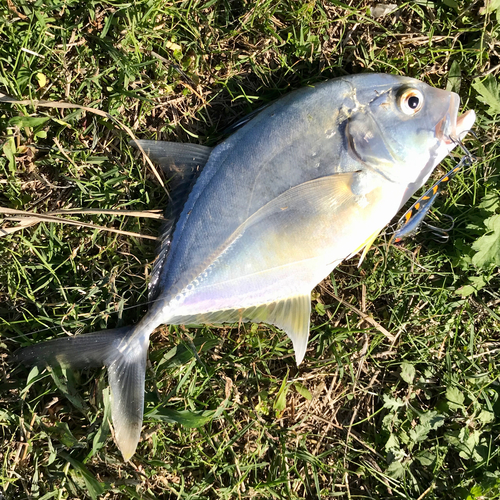 メッキの釣果