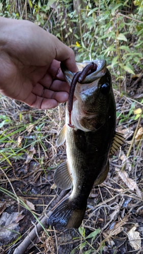 ブラックバスの釣果