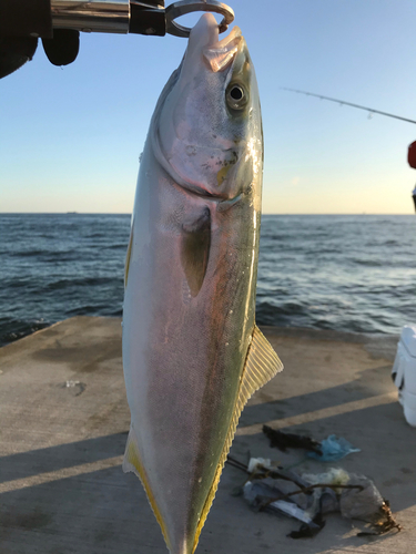 イナダの釣果