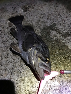 クロソイの釣果