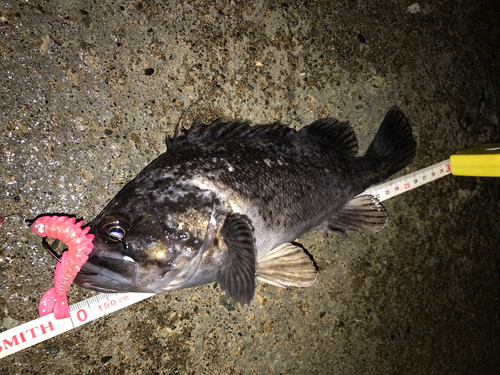 クロソイの釣果