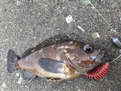 エゾメバルの釣果