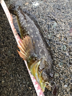 スジアイナメの釣果