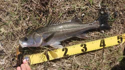 スズキの釣果