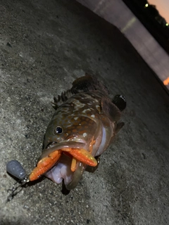 キジハタの釣果