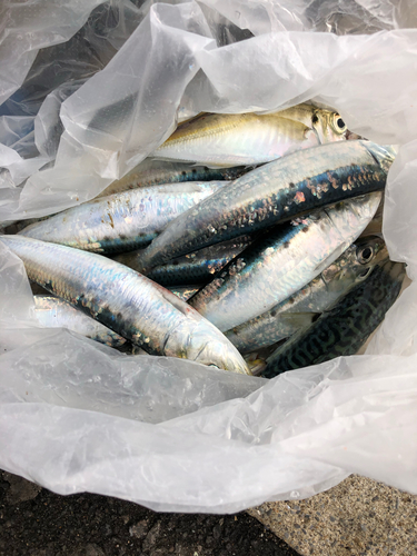 イワシの釣果