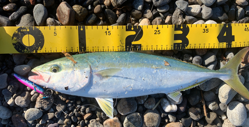 イナダの釣果