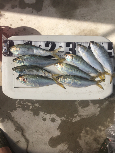 コノシロの釣果