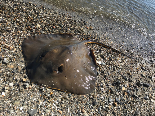 エイの釣果