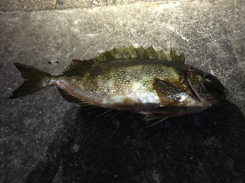 アイゴの釣果